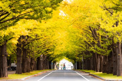 北海道大学イチョウ並木 (周辺)